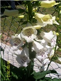 Digitalis